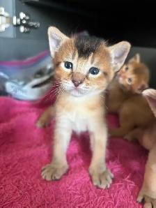 ABYSSINIAN KITTENS / CHATON ABYSSIN - Photo 10