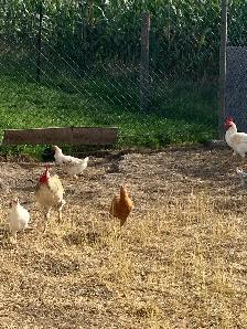 Roosters for Sale - Photo 2