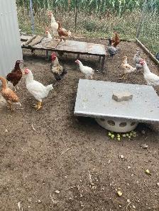 Roosters for Sale - Photo 3