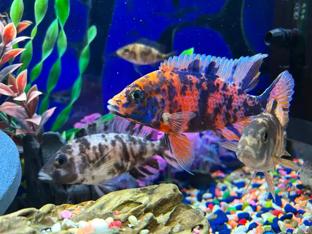 Poissons cychlidee africain 2,3,4 po à Repentigny 514-607-7993