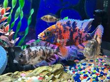 Poissons cychlidee africain 2,3,4 po à Repentigny 514-607-7993