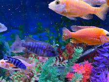 Poissons cychlidee africain 2,3,4 po à Repentigny 514-607-7993 - Photo 3