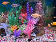 Poissons cychlidee africain 2,3,4 po à Repentigny 514-607-7993 - Photo 4