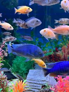 Poissons cychlidee africain 2,3,4 po à Repentigny 514-607-7993 - Photo 6
