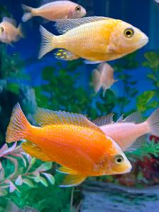 Poissons cychlidee africain 2,3,4 po à Repentigny 514-607-7993 - Photo 7
