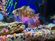 Poissons cychlidee africain 2,3,4 po à Repentigny 514-607-7993 - Photo 8