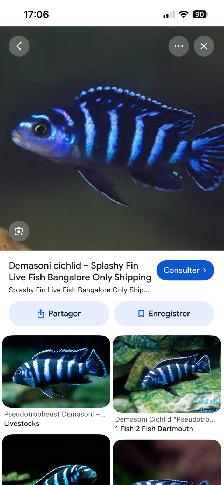 Poissons cychlidee africain 2,3,4 po à Repentigny 514-607-7993 - Photo 9