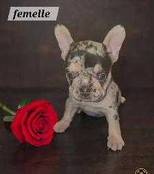 bouledogue français merle