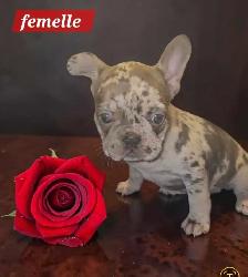 bouledogue français merle - Photo 2