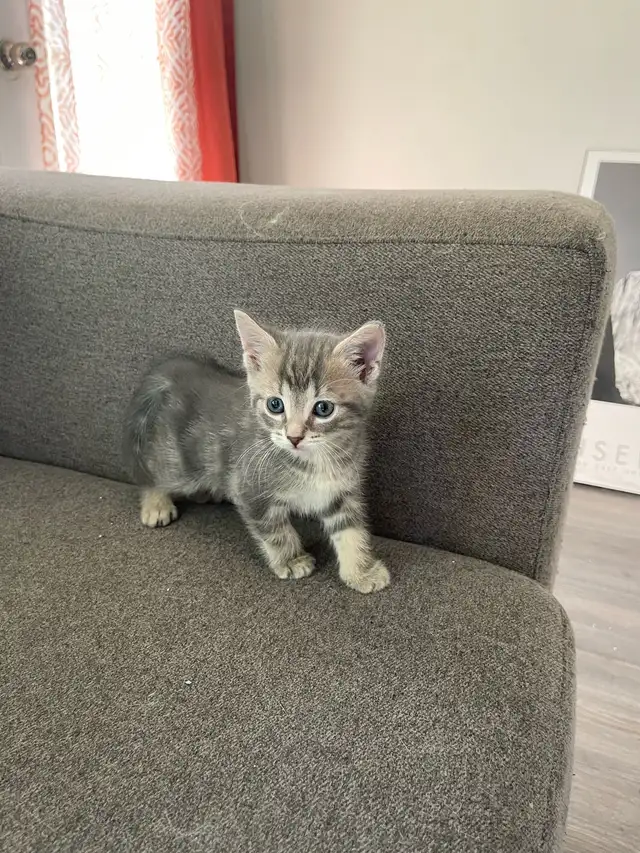 male Turkish angora mixed kitten for new home