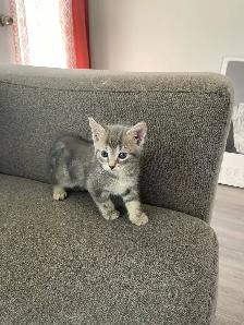 male Turkish angora mixed kitten for new home