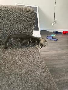 male Turkish angora mixed kitten for new home - Photo 2