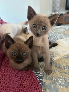 Chatons Orientaux et chatons Tonkinois