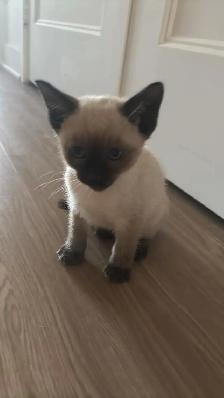 Chatons Orientaux et chatons Tonkinois - Photo 2