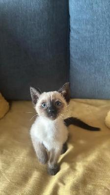 Chatons Orientaux et chatons Tonkinois - Photo 3