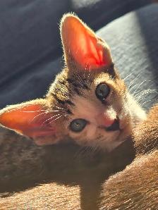 Chatons Orientaux et chatons Tonkinois - Photo 4