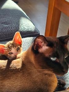 Chatons Orientaux et chatons Tonkinois - Photo 5