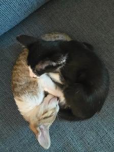Chatons Orientaux et chatons Tonkinois - Photo 6