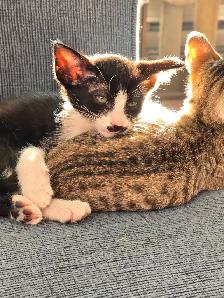 Chatons Orientaux et chatons Tonkinois - Photo 7