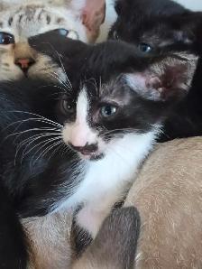 Chatons Orientaux et chatons Tonkinois - Photo 8