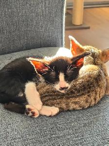 Chatons Orientaux et chatons Tonkinois - Photo 9