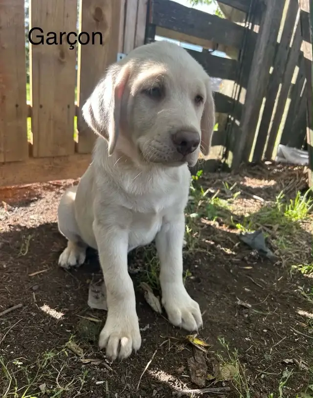 labradors