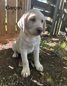 labradors