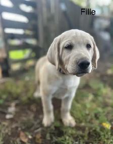 labradors - Photo 2