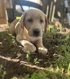 labradors - Photo 3