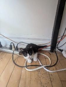 Chatons.