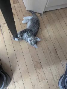 Chatons. - Photo 2