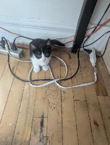 Chatons. - Photo 3