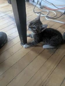 Chatons. - Photo 4