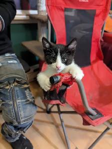 Chatons. - Photo 5