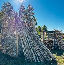 BIRCH POLES - CANDLES