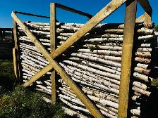 BIRCH POLES - CANDLES - Photo 2
