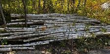 BIRCH POLES - CANDLES - Photo 3