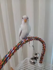 Baby budgie