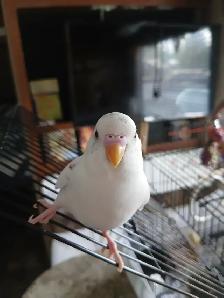 Baby budgie - Photo 2
