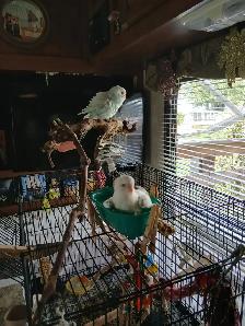 Baby budgie - Photo 3
