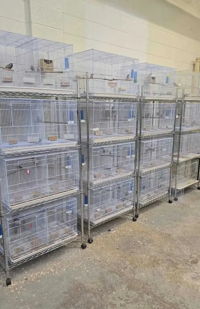 Birds for Sale - Edmonton Based
