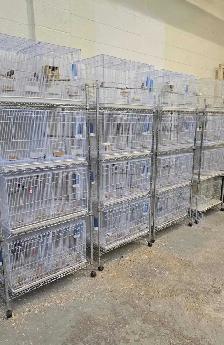 Birds for Sale - Edmonton Based
