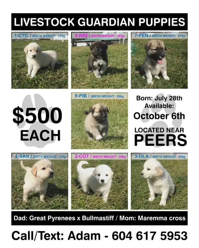 Farm-raised livestock guardian puppies