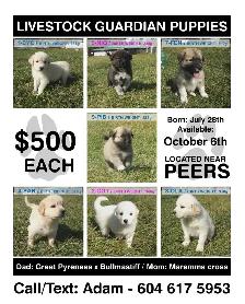Farm-raised livestock guardian puppies