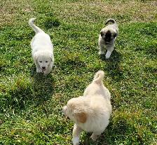 Farm-raised livestock guardian puppies - Photo 2