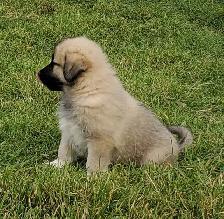 Farm-raised livestock guardian puppies - Photo 3