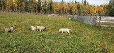 Farm-raised livestock guardian puppies - Photo 4