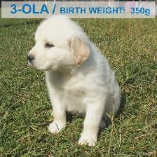 Farm-raised livestock guardian puppies - Photo 8
