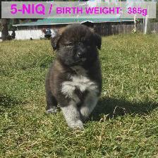 Farm-raised livestock guardian puppies - Photo 9
