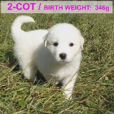 Farm-raised livestock guardian puppies - Photo 10